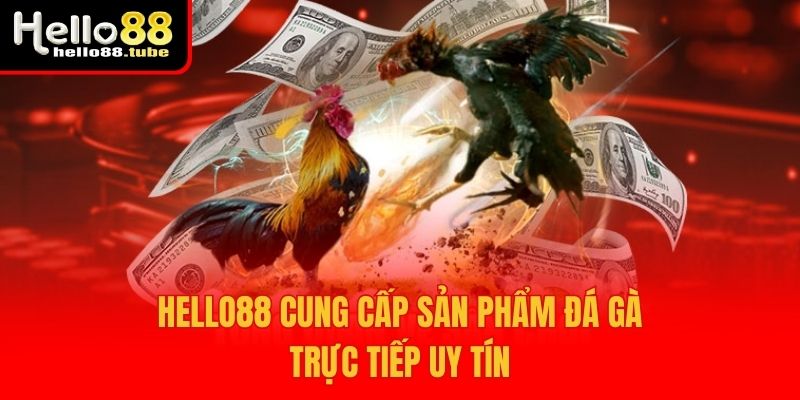 Hello88 53 Hello88 cung cấp sản phẩm đá gà trực tiếp uy tín